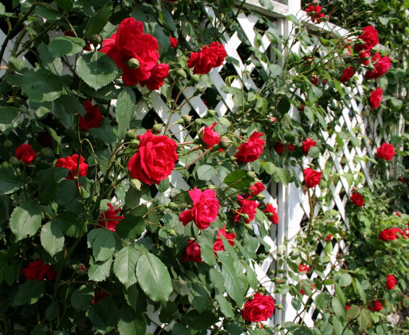 Rose Trellis Installation in Conroe, TX