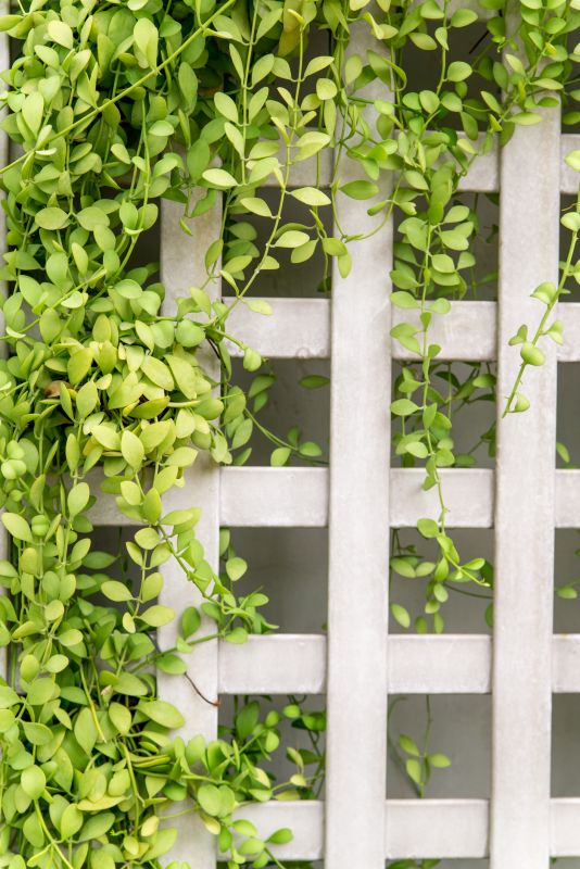 Fence Trellis Installation in Conroe, TX